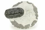 Bargain, Phacopid (Adrisiops) Trilobite - Jbel Oudriss, Morocco #271255-3